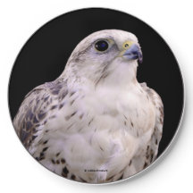 Vignetted Portret van een Inquisitive Saker Falcon