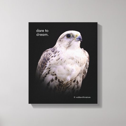 Vignetted Portret van een Inquisitive Saker Falcon Canvas Afdruk (Voorkant)