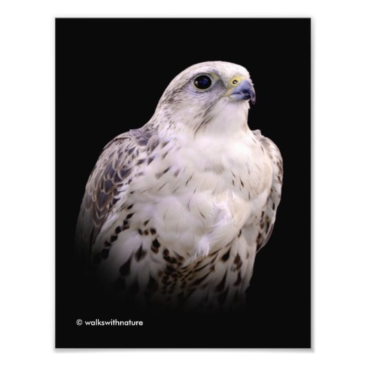 Vignetted Portret van een Inquisitive Saker Falcon Foto Afdruk (Voorkant)