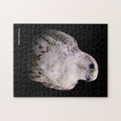 Vignetted Portret van een Inquisitive Saker Falcon Legpuzzel (Horizontaal)