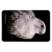 Vignetted Portret van een Inquisitive Saker Falcon Magneet (Horizontaal)