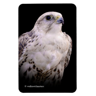 Vignetted Portret van een Inquisitive Saker Falcon Magneet