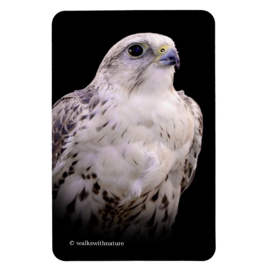 Vignetted Portret van een Inquisitive Saker Falcon Magneet (Verticaal)