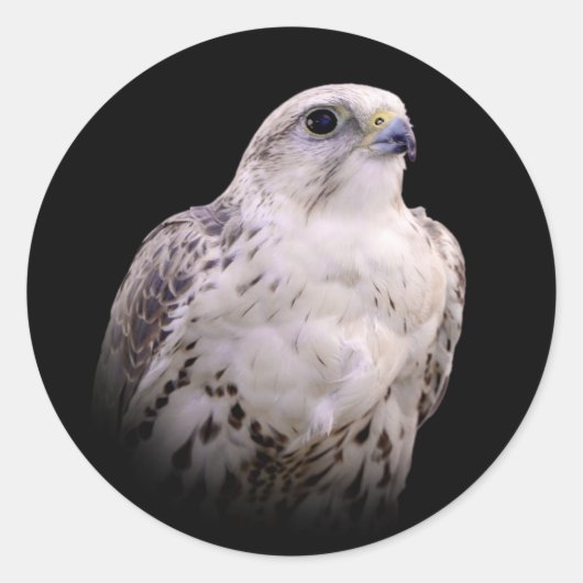 Vignetted Portret van een Inquisitive Saker Falcon Ronde Sticker (Voorkant)