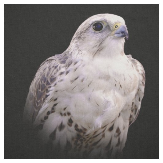 Vignetted Portret van een Inquisitive Saker Falcon Stof (Swatch)