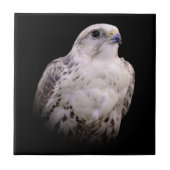 Vignetted Portret van een Inquisitive Saker Falcon Tegeltje (Voorkant)