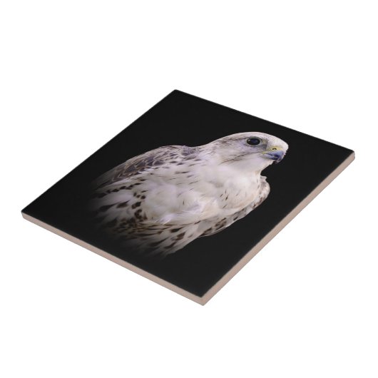 Vignetted Portret van een Inquisitive Saker Falcon Tegeltje (Zijkant)