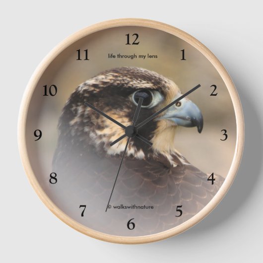 Vignetted Profile of a Peregrine Falcon (Voorkant)