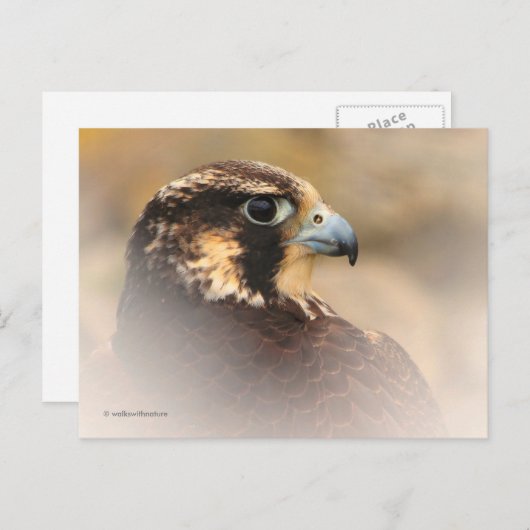 Vignetted Profile of a Peregrine Falcon Briefkaart (Voorkant / Achterkant)