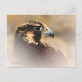 Vignetted Profile of a Peregrine Falcon Briefkaart (Voorkant)