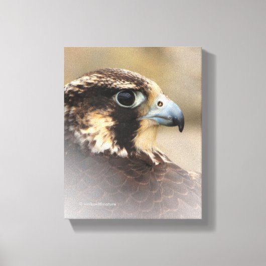 Vignetted Profile of a Peregrine Falcon Canvas Afdruk (Voorkant)