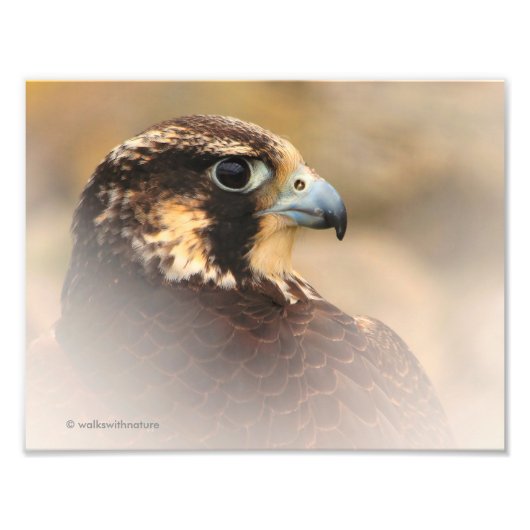 Vignetted Profile of a Peregrine Falcon Foto Afdruk (Voorkant)