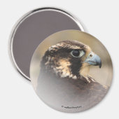 Vignetted Profile of a Peregrine Falcon Magneet (Voorkant / Achterkant)