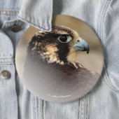 Vignetted Profile of a Peregrine Falcon Ronde Button 6,0 Cm (In situ)