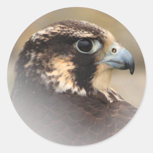 Vignetted Profile of a Peregrine Falcon Ronde Sticker (Voorkant)