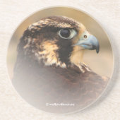 Vignetted Profile of a Peregrine Falcon Zandsteen Onderzetter (Voorkant)