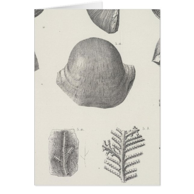 VII Carbonifereus (Voorkant)