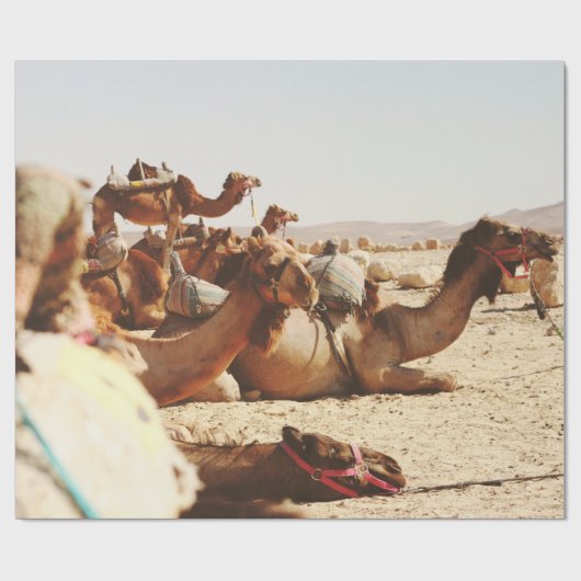 VIJF CAMELS OP VELD CADEAUPAPIER (Vlak)