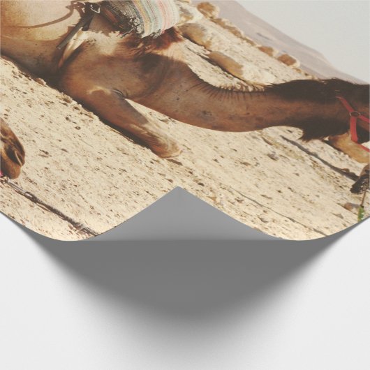 VIJF CAMELS OP VELD CADEAUPAPIER (Hoek)