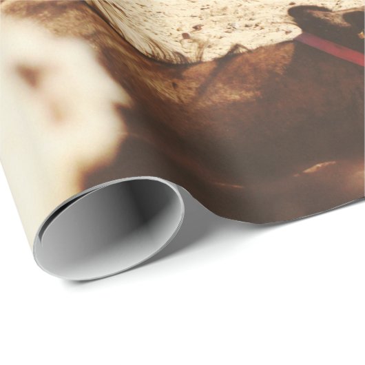 VIJF CAMELS OP VELD CADEAUPAPIER (Rol Hoek)