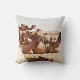 VIJF CAMELS OP VELD KUSSEN