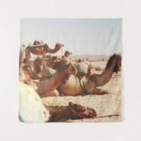 VIJF CAMELS OP VELD