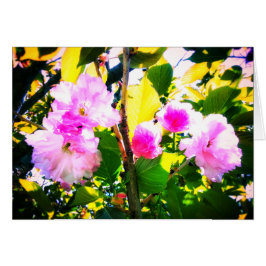 VIJF CHERRY BLOSSOMS WENSKAART