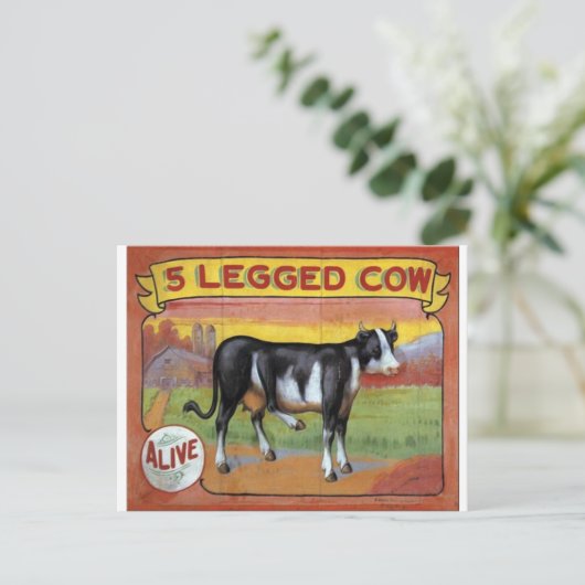 Vijf gekookte koeien briefkaart (Staand voorkant)