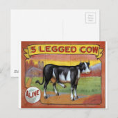 Vijf gekookte koeien briefkaart (Voorkant / Achterkant)