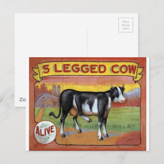 Vijf gekookte koeien briefkaart (Voorkant / Achterkant)