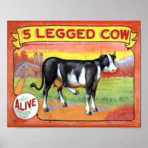 Vijf gekookte koeien poster