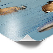 Vijf Goosestepping Canada Gese Foto Afdruk (Hoek)