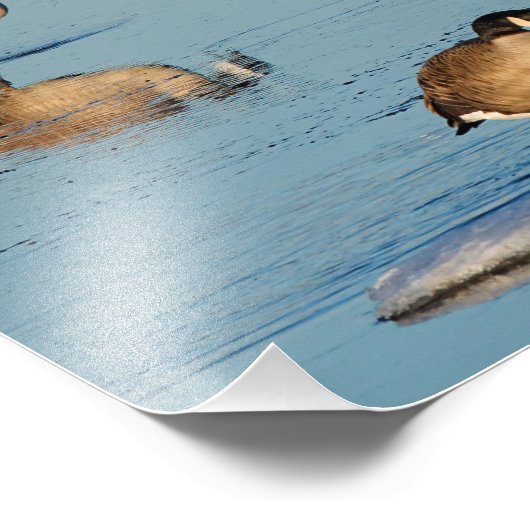 Vijf Goosestepping Canada Gese Foto Afdruk (Hoek)