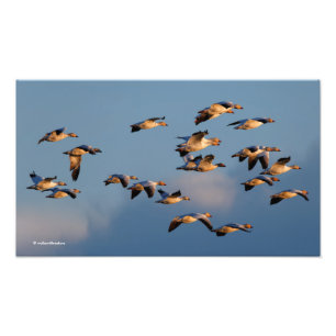 Vijf Goosestepping Canada Gese Foto Afdruk