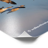 Vijf Goosestepping Canada Gese Foto Afdruk (Hoek)