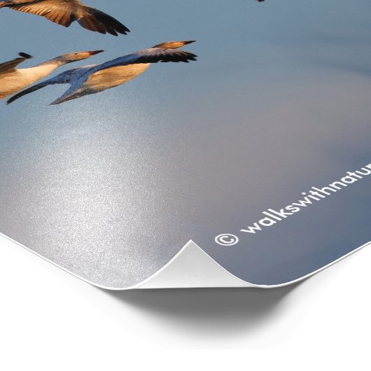 Vijf Goosestepping Canada Gese Foto Afdruk (Hoek)