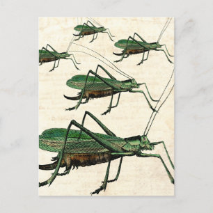Vijf Groene Grasshoppers of Katydids Briefkaart