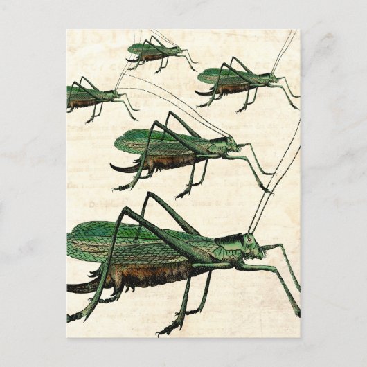 Vijf Groene Grasshoppers of Katydids Briefkaart (Voorkant)