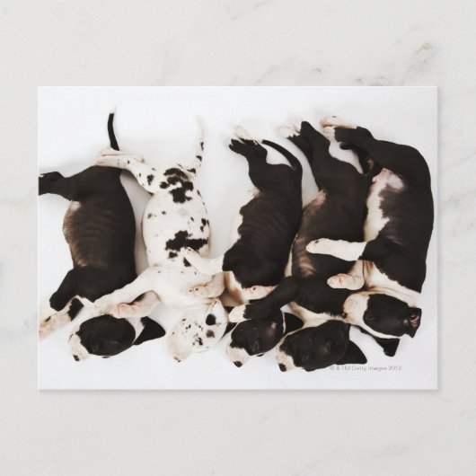 Vijf Harlequin Great Dane puppies slapen Briefkaart (Voorkant)