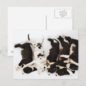 Vijf Harlequin Great Dane puppies slapen in Briefkaart (Voorkant / Achterkant)