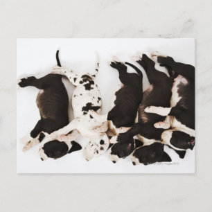 Vijf Harlequin Great Dane puppies slapen in Briefkaart