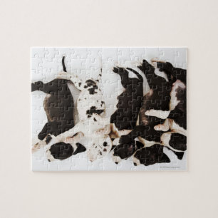 Vijf Harlequin Great Dane puppies slapen Legpuzzel