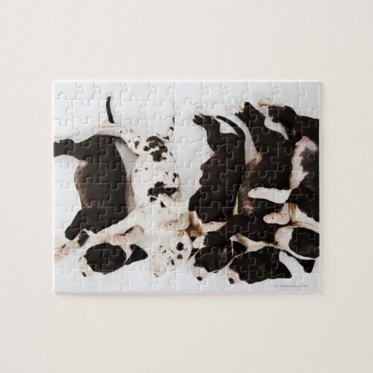 Vijf Harlequin Great Dane puppies slapen Legpuzzel (Horizontaal)