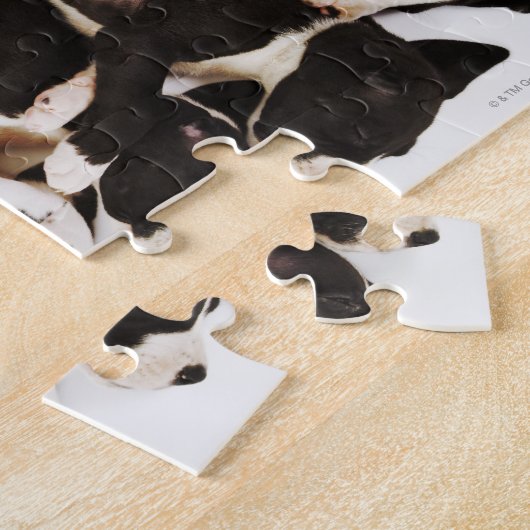 Vijf Harlequin Great Dane puppies slapen Legpuzzel (Zijkant)