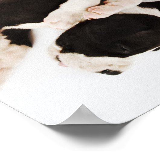 Vijf Harlequin Great Dane puppies slapen Poster (Hoek)