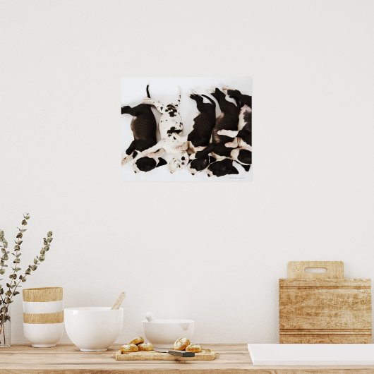 Vijf Harlequin Great Dane puppies slapen Poster (Keuken)