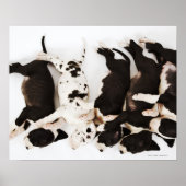 Vijf Harlequin Great Dane puppies slapen Poster (Voorkant)