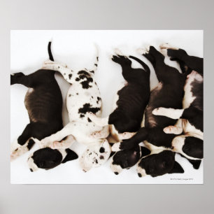 Vijf Harlequin Great Dane puppies slapen Poster