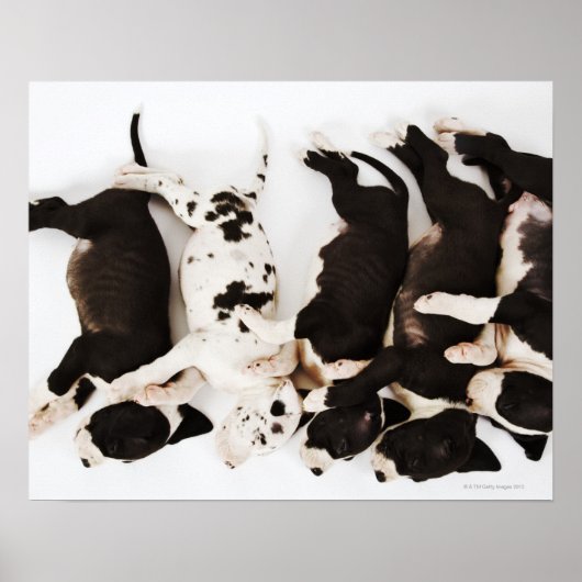 Vijf Harlequin Great Dane puppies slapen Poster (Voorkant)