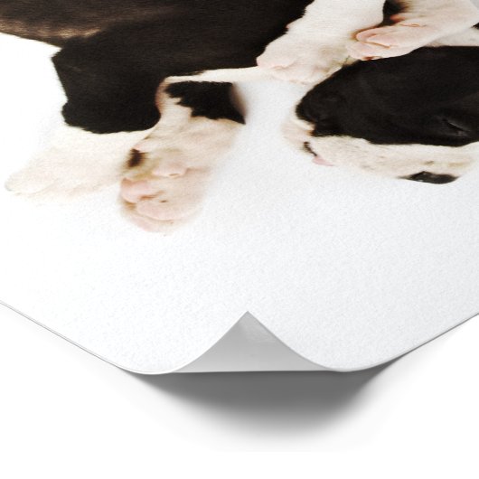 Vijf Harlequin Great Dane puppies slapen Poster (Hoek)